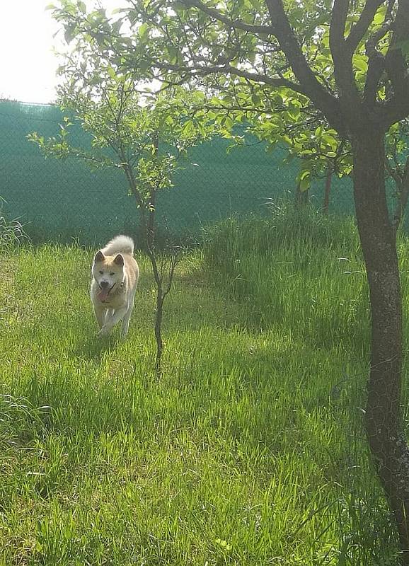 Jednou akity, nafurt akita.