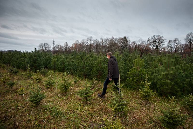 Plantáž vánočních stromků ve Vratimově.