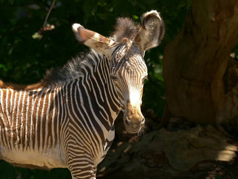 Mládě zebry Grévyho v ZOO Ostrava