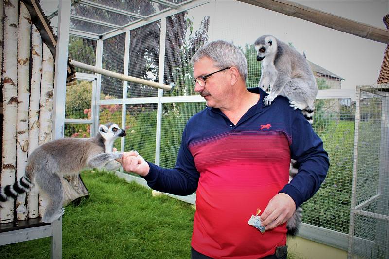 Chovatelé Pavel s Ivanou se doma v obci na Ostravsku starají o papouška žaka, lemury, zhruba padesát kosmanů neboli drápkatých opiček a několik želv o váze až padesát kilogramů. Podzim 2021, Ostravsko.