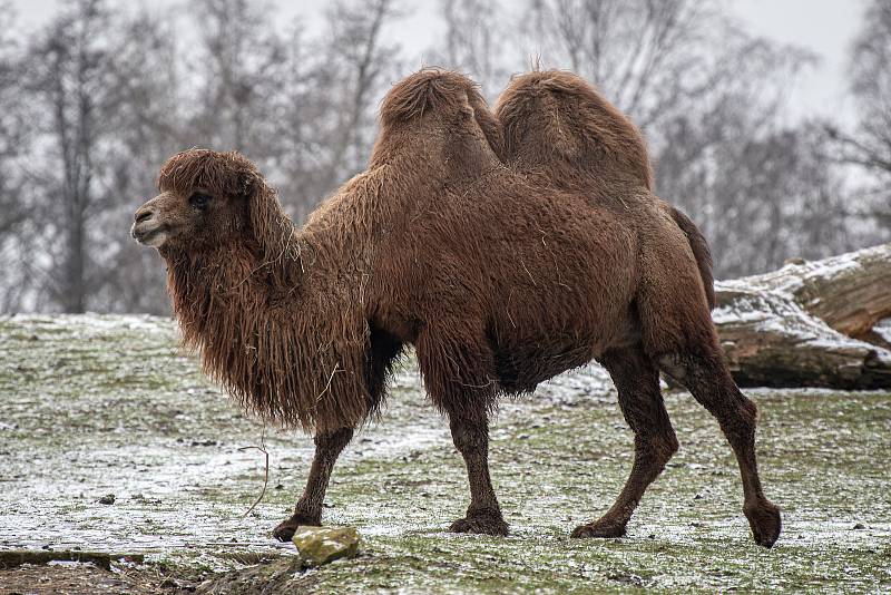 Zoo Ostrava je nadále dle nařízení vlády uzavřená, 6. února 2021 v Ostravě. Velbloud dvouhrbý.