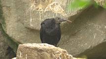 Ibis skalní v Zoo Ostrava