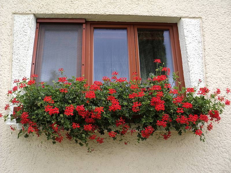 Snímek soutěžící č. 33 - Zdenka Morischová, Hradec nad Moravicí