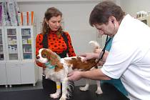 Veterinář Jan Nytra vyšetřuje psa, kterému operací zachránil život