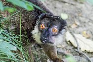 Lemur šedohlavý