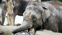 Slonice Vishesh v ostravské zoologické zahradě je přesně v polovině březosti. Do samotného porodu jí zbývá ještě dlouhých jedenáct měsíců sloní „těhotenství“ totiž trvá až dva roky.