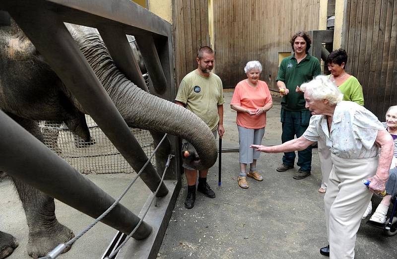 Sloní matku Johti její mládě Rashmi ušily z látek v dílnách klientky Domova pro Seniory Sluníčko v Ostravě-Zábřehu. Dárek pro ostravskou zoo ve středu předaly jejímu řediteli Petru Čolasovi přímo v pavilonu slonů. 