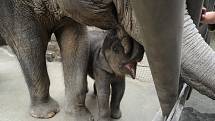 Sloní matku Johti její mládě Rashmi ušily z látek v dílnách klientky Domova pro Seniory Sluníčko v Ostravě-Zábřehu. Dárek pro ostravskou zoo ve středu předaly jejímu řediteli Petru Čolasovi přímo v pavilonu slonů. 