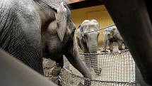 Sloní matku Johti její mládě Rashmi ušily z látek v dílnách klientky Domova pro Seniory Sluníčko v Ostravě-Zábřehu. Dárek pro ostravskou zoo ve středu předaly jejímu řediteli Petru Čolasovi přímo v pavilonu slonů. 