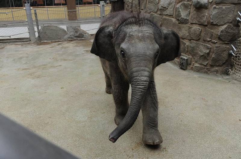 Sloní matku Johti její mládě Rashmi ušily z látek v dílnách klientky Domova pro Seniory Sluníčko v Ostravě-Zábřehu. Dárek pro ostravskou zoo ve středu předaly jejímu řediteli Petru Čolasovi přímo v pavilonu slonů. 