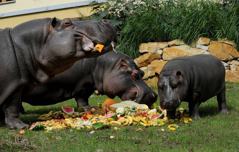 Hroši v ostravské zoo. Ilustrační foto.