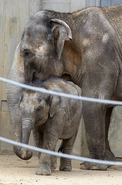 Sloní slečna Rashmi slaví dnes, 12. dubna 2012, své první narozeniny.