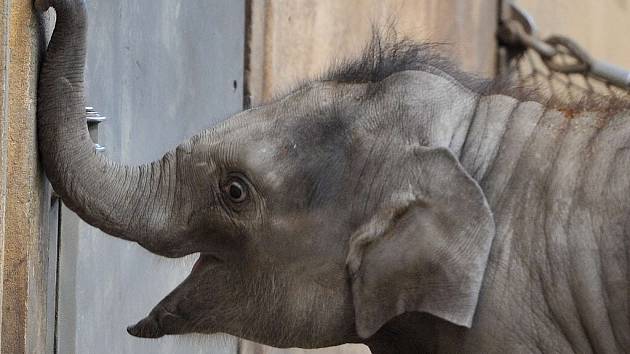 Nejmladší sloní samička z ostravské zoo se narodila 4. února 2014. Letos slaví své první narozeniny.