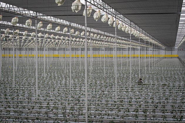 6. Zaměstnanci farmy Bezdínek vysázejí za směnu tisíce rostlinek oválných cherry rajčátek druhu Hranáček, 14. ledna 2021 v Dolní Lutyni.