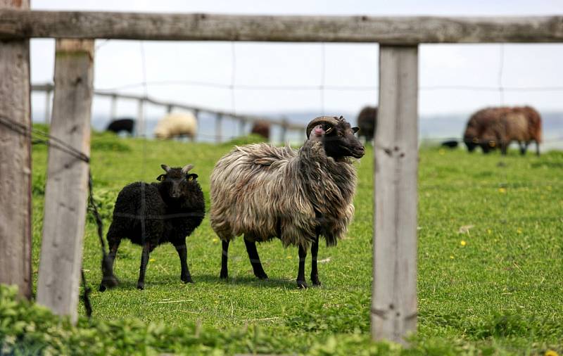 Společnost Vítkovská zemědělská s.r.o. se zabývá ekologickým zemědělstvím.