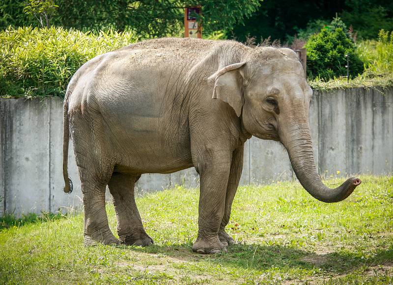 Sloni v ostravské zoo.