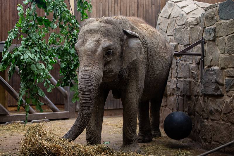 Sloni v ostravské ZOO.