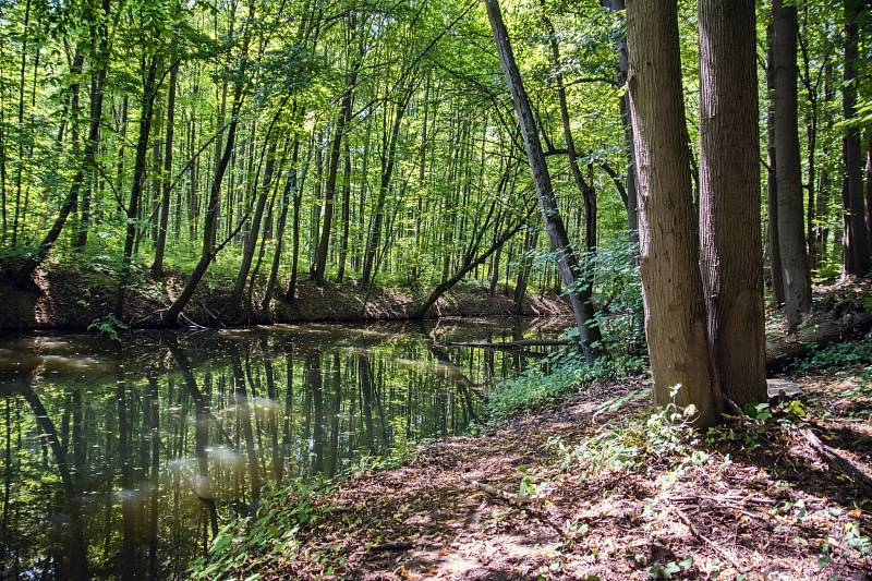 Přírodní rezervace Rezavka - oáza klidu blízko průmyslového velkoměsta.