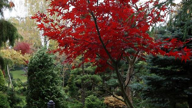 Jan Sláma pěstuje na své zahradě v Ostravě-Hrabové tisíce exotických dřevin. Například při pohledu na barevnou krásu japonských javorů dlaňolistých na chvíli zapomenete, že teplé dny pomalu odcházejí.