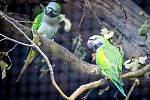 Skupina malých drobných otužilých papoušků z hor. Alexandr čínský je nový obyvatel ostravské zoo.
