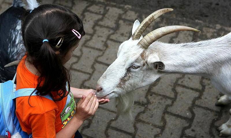 Děti, které přišly o víkendu do ostravské zoo, se mohly na chvíli proměnit v antilopu. Přispěly tak na záchranu nejohroženější a zároveň největší antilopy na světě – antilopy Derbyho. 