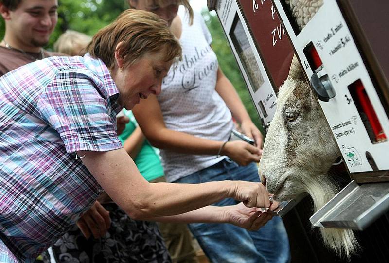 Děti, které přišly o víkendu do ostravské zoo, se mohly na chvíli proměnit v antilopu. Přispěly tak na záchranu nejohroženější a zároveň největší antilopy na světě – antilopy Derbyho. 