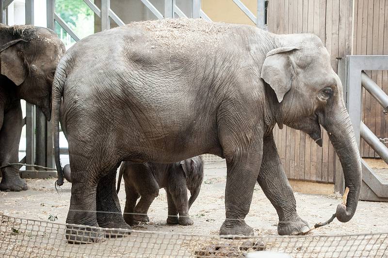 Mláďata v Zoo Ostrava narozená v posledních letech.