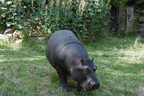V minulém týdnu byla do ostravské zoologické zahrady dovezena teprve dvouapůlletá hroší samice z anglické Zoo Whipsnade.