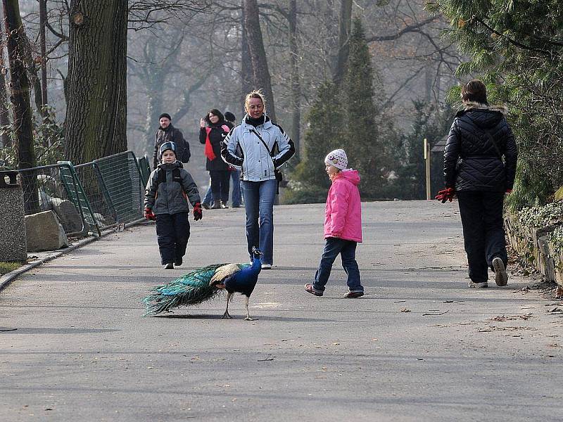 Svatého Valentýna si již v neděli připomenuli někteří návštěvníci ostravské zoo. 