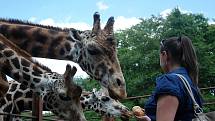 Zážitkový program u žiraf.