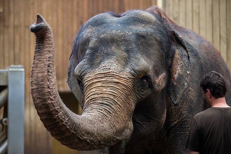 Sloni v ostravské ZOO.