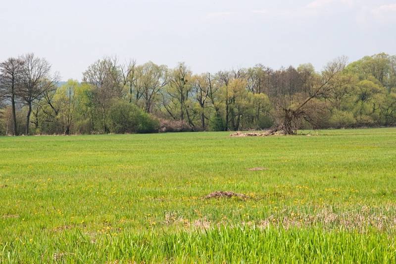 Koutské a Zabřežské louky.