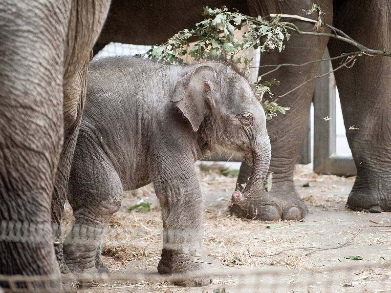 Mládě slona indického Chandru, které se narodilo  8. července 2017 v ostravské zoo.