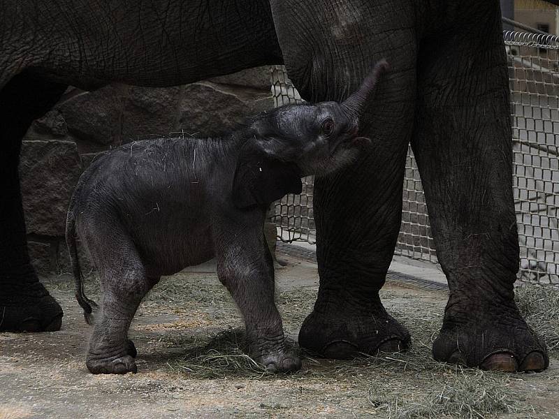 Sloní sameček v Zoo Ostrava již pije mléko