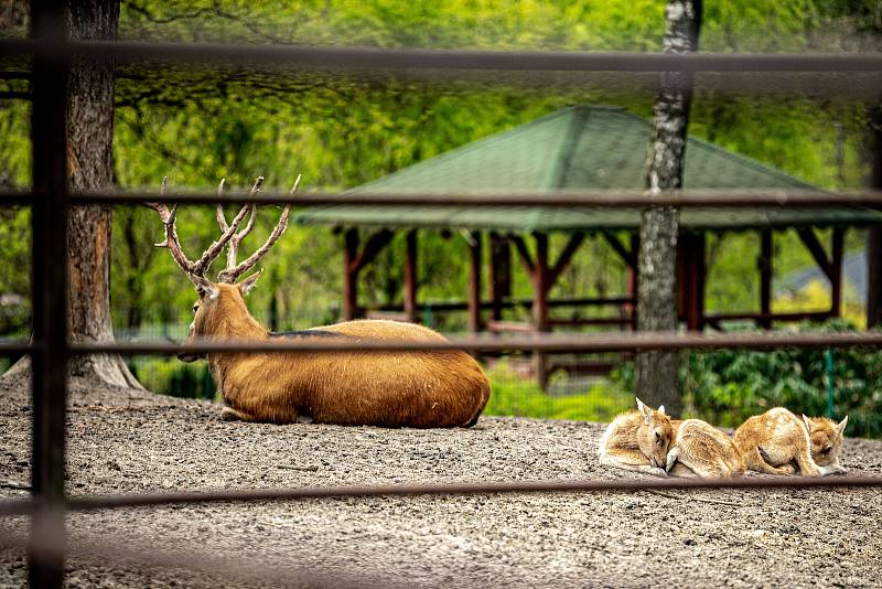 Zoologická zahrada Ostrava. 8. května 2021.