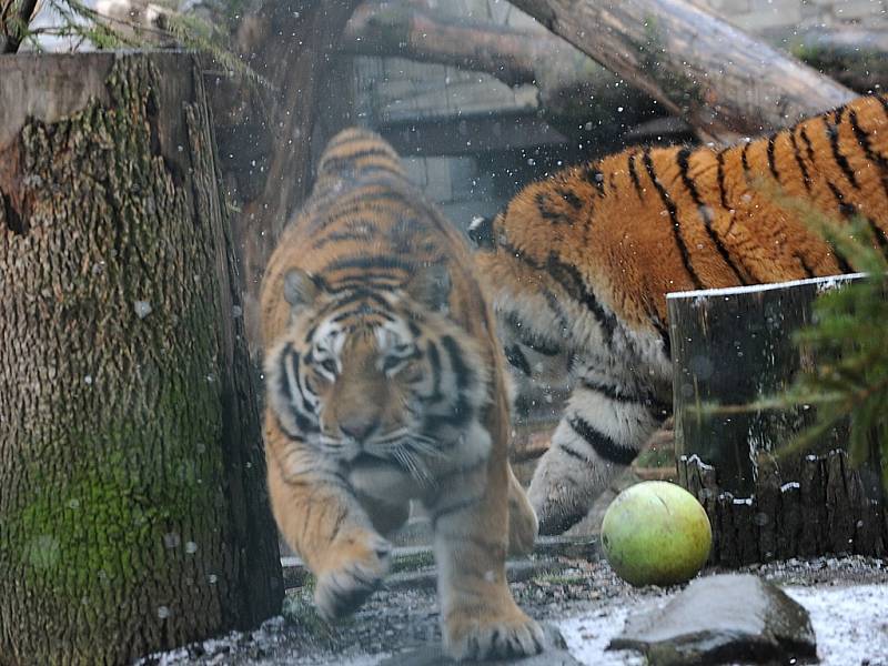 Tygří bratři Eda a Elton opustí v lednu ostravskou zoologickou zahradu. Jejich novými domovy se stanou  litevská Zoo Kaunas a Woburn Safari Park v Anglii.