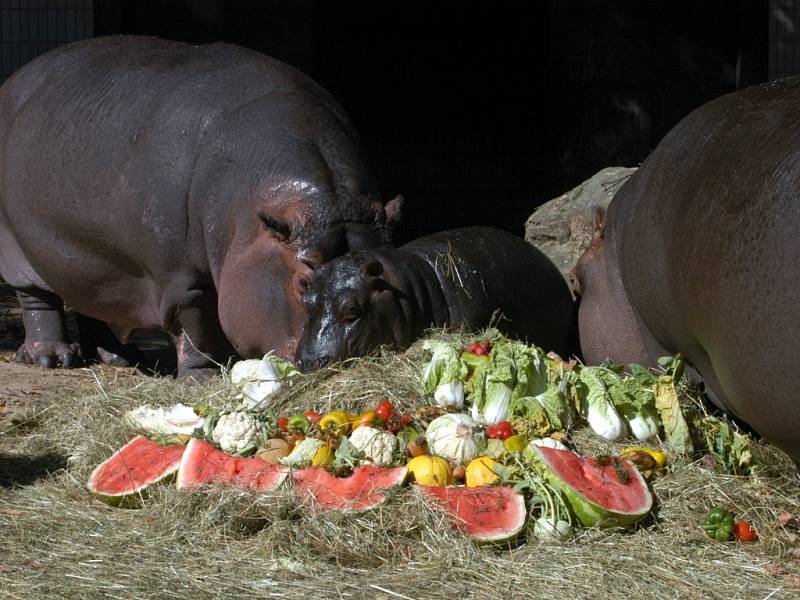 Z ukončení Hrošího léta v ostravské zoo.