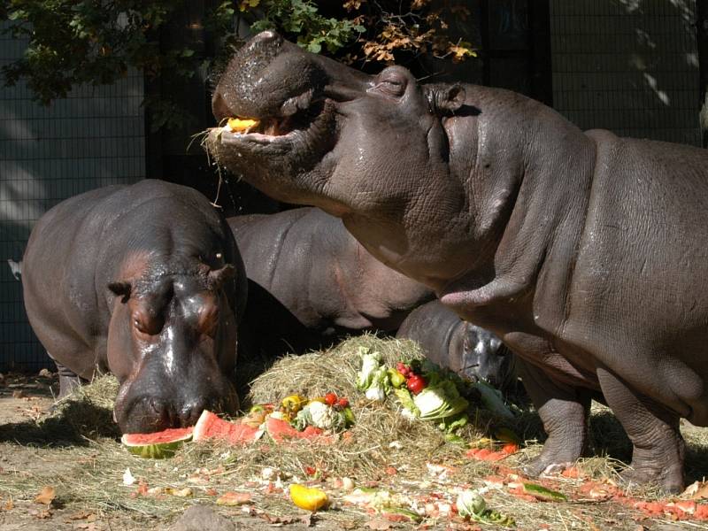 Z ukončení Hrošího léta v ostravské zoo.