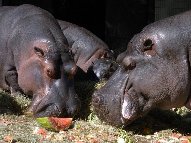 Z ukončení Hrošího léta v ostravské zoo.