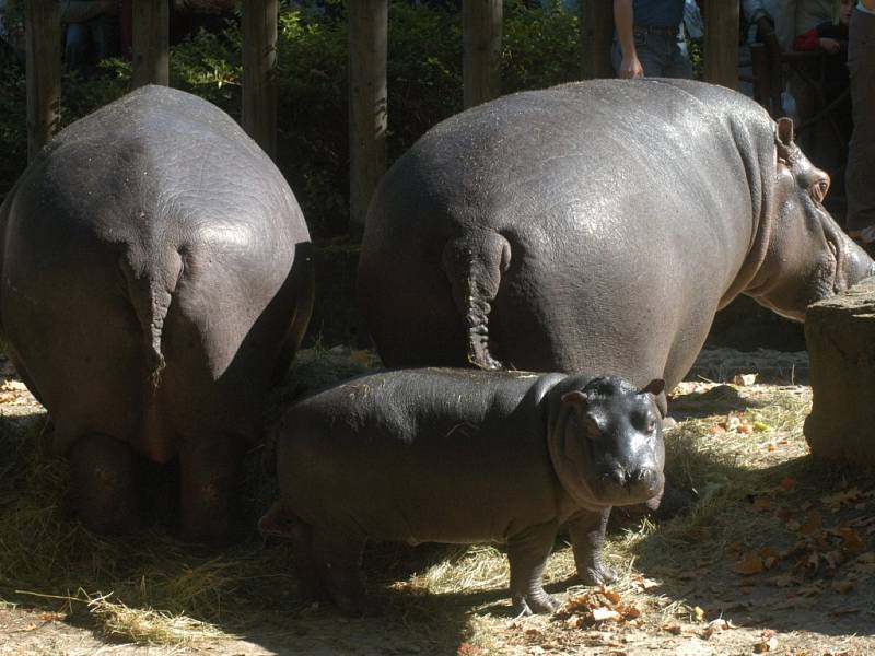 Z ukončení Hrošího léta v ostravské zoo.