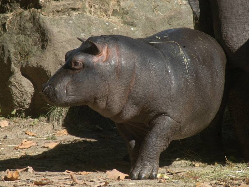 Z ukončení Hrošího léta v ostravské zoo.