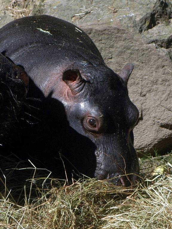 Z ukončení Hrošího léta v ostravské zoo.