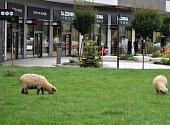 Nezvyklí návštěvníci se objevili u nákupního centra v Ostravě-Přívoze, srpen 2022.