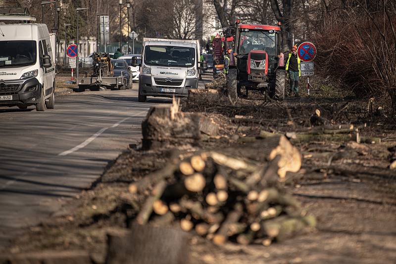 Pokácené stromy v Sadové ulici, 14. března 2022 v Ostravě.