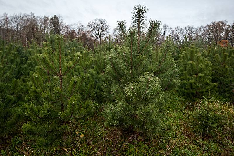  I na prodej svátečních jehličnanů nicméně letos dopadne síla inflace, stromky podle odborníků zdraží nejméně o deset procent. Na snímku plantáž vánočních stromků ve Vratimově. 