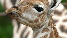 Žirafí mládě začíná pomalu objevovat svět.