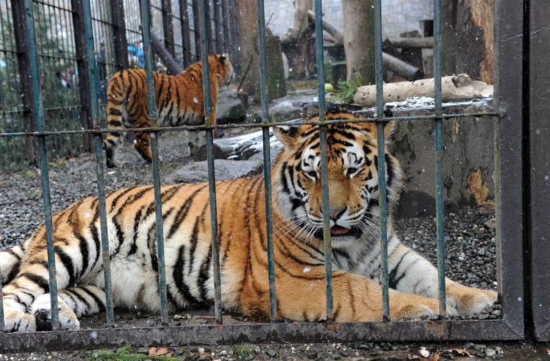 Tygří bratři Eda a Elton opustí v lednu ostravskou zoologickou zahradu. Jejich novými domovy se stanou  litevská Zoo Kaunas a Woburn Safari Park v Anglii.