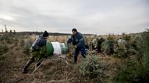 Balení vánočních stromků pro převoz do firmy Zafido na plantáži v obci Konětopy ve Středních Čechách.