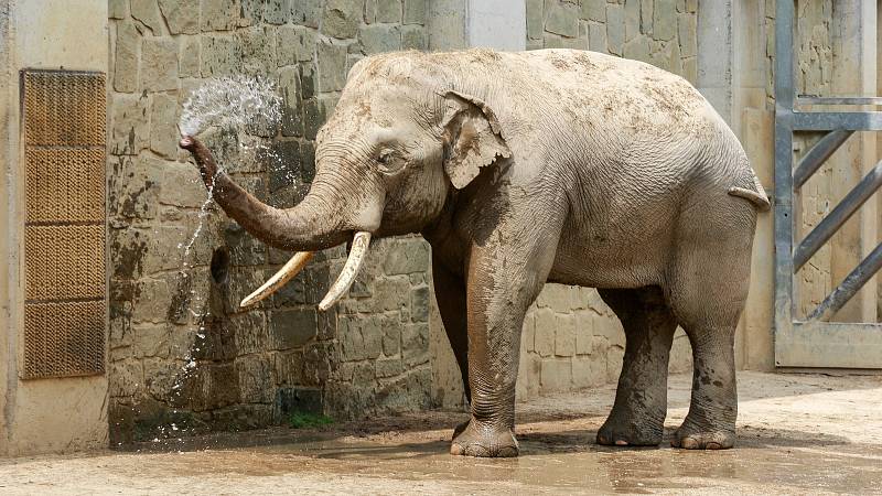 Nový sloní samec slona indického v ostravské ZOO.