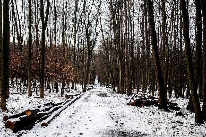 Přírodní rezervace Černý les Šilheřovice. 24. ledna 2021.